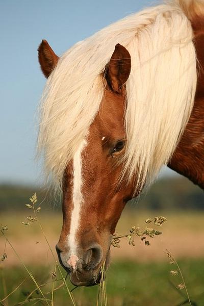 Detail of a Haflinger's head with a list, white mark clearly visible here. - CC BY-SA 3.0 - Hans-Jörg Hellwig