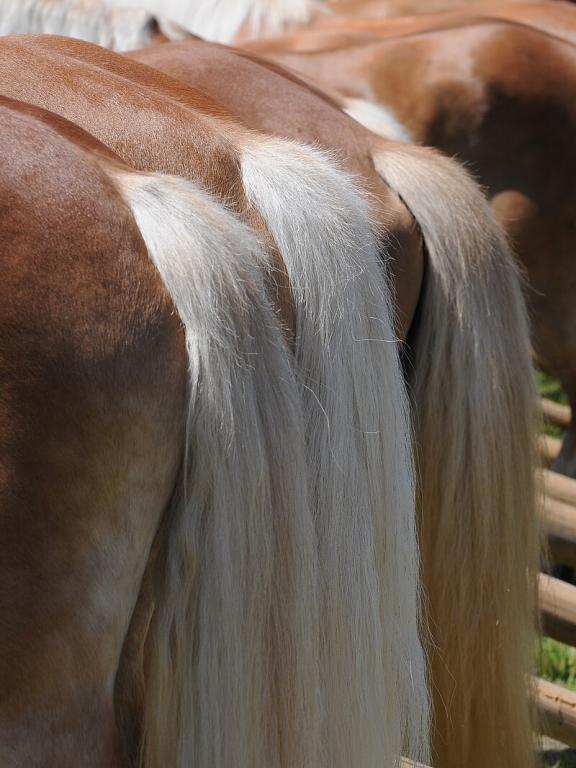 Detail of the croup. - CC BY-SA 2.5 - Böhringer Friedrich