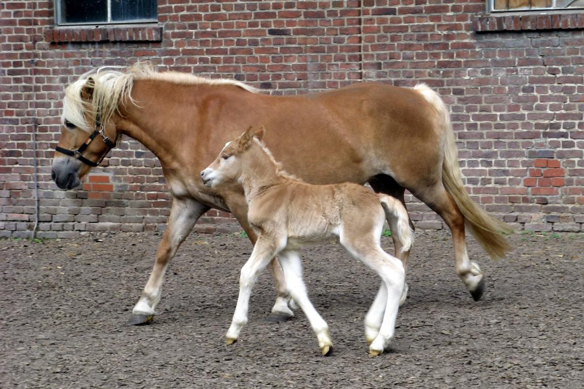 Haflinger mare with her foal. - CC BY-SA 3.0 - Matthias Walther