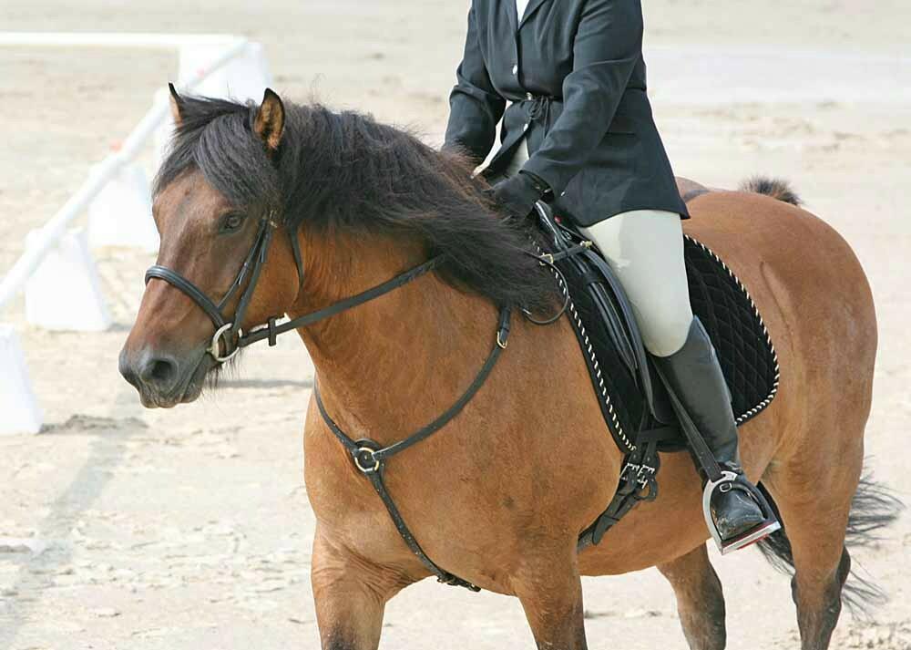 Highland pony ridden in English saddle - CC BY 2.0 - Heather Moreton