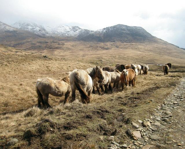 Semi-wild Highland ponies from the Isle of Rum. - CC BY-SA 2.0 - Lisa Jarvis
