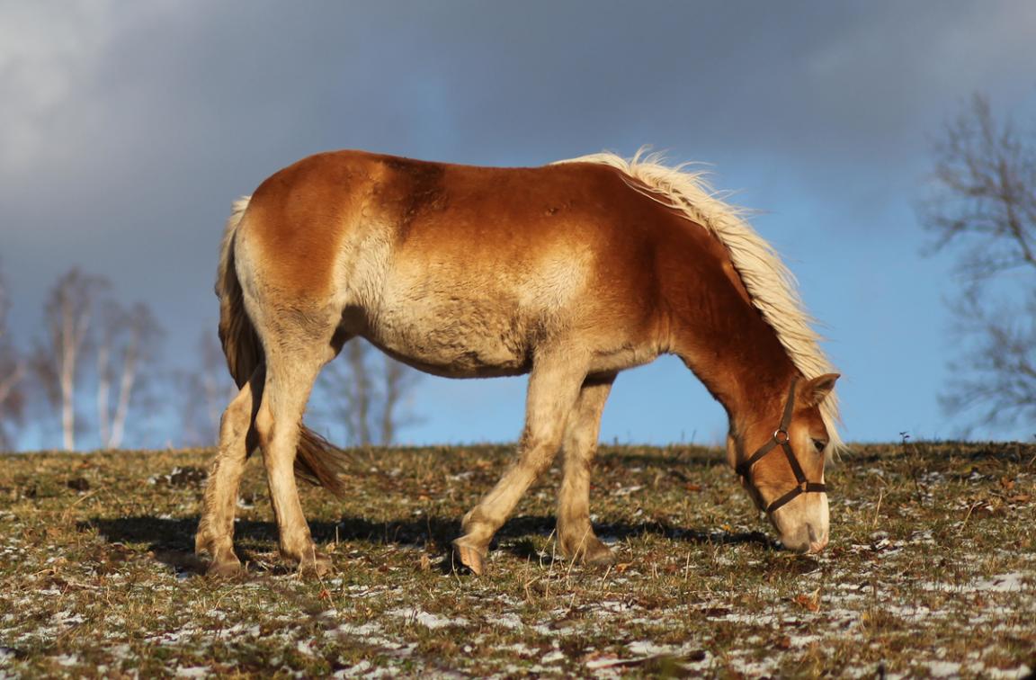 Huçul chestnut washed horsehair pangaré, seen in profile. - CC BY-SA 3.0 - CeStu