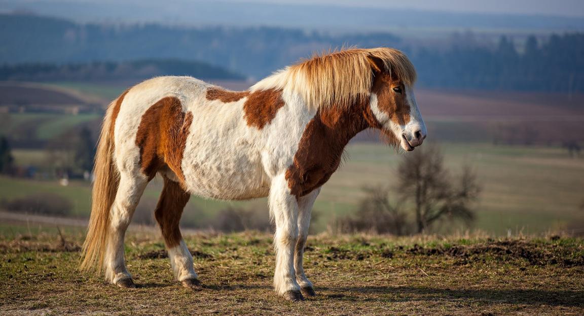 Icelandic Horse - CC BY-SA 3.0 - Michael Apel