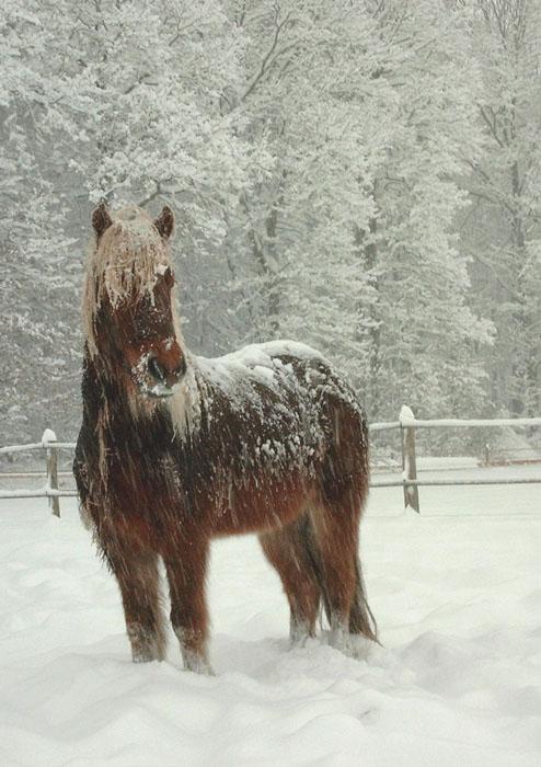 Icelandic horse in the snow - Public domain - Thduke