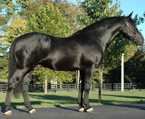 Irish Draft Stallion - CC BY 2.5 - Losmurfs