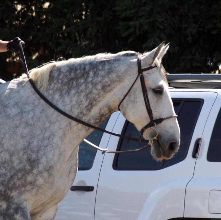 Head of an Irish Trait - CC BY 2.0 - Just chaos