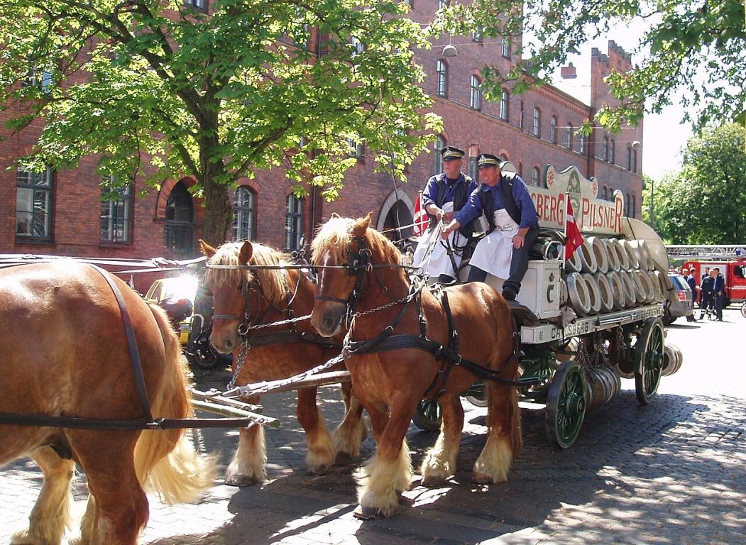 Jutland horses as draft horses in Copenhagen - Photo: EPO - Eget arbejde