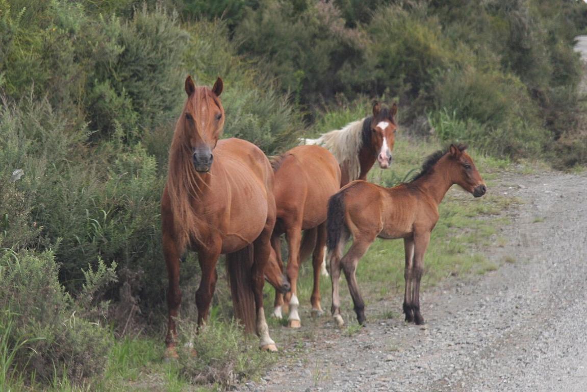Wild horses at Spirits Bay, North, New Zealand - CC BY 2.0 - Natalia Volna itravelNZ@ travel app