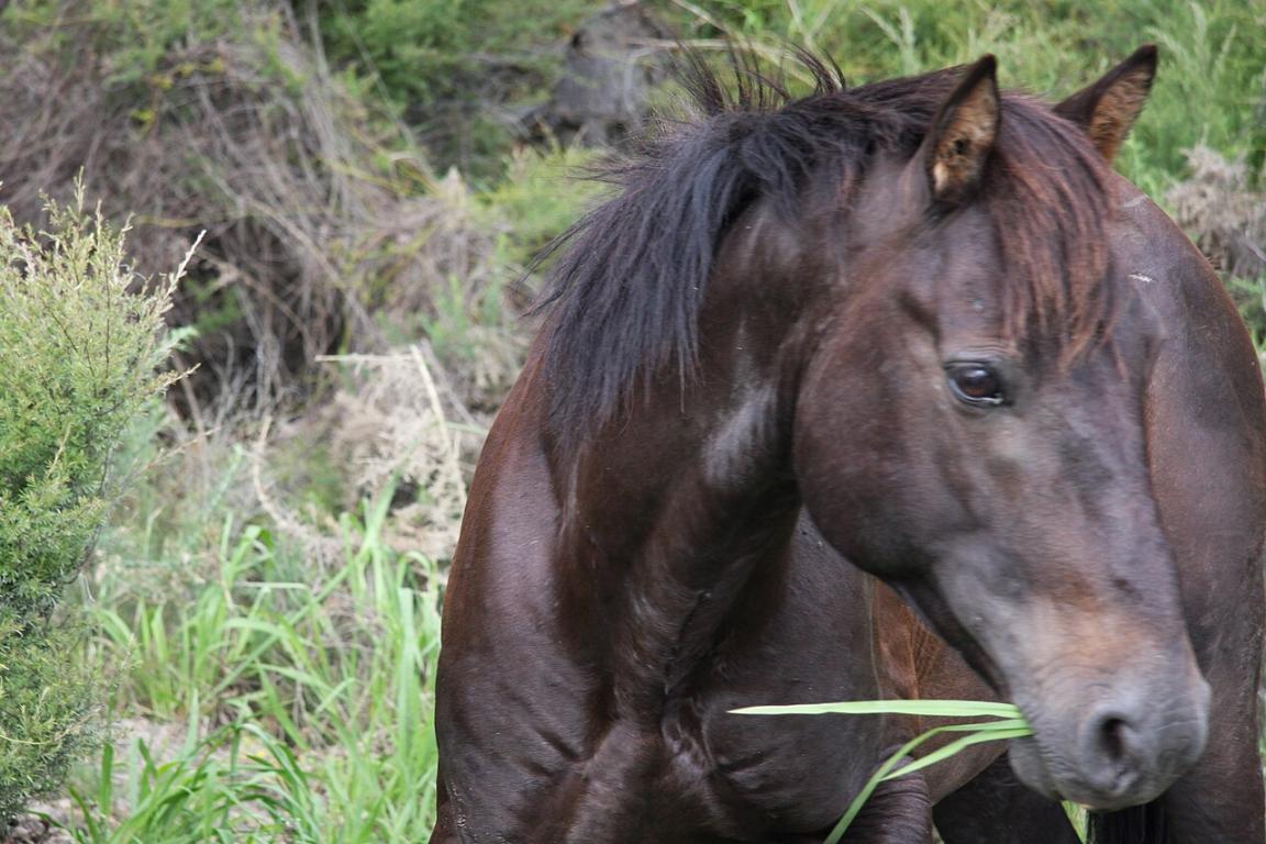Head of a Kaimanawa at Kapowairua, North Island. - CC BY 2.0 - Natalia Volna itravelNZ@ travel app