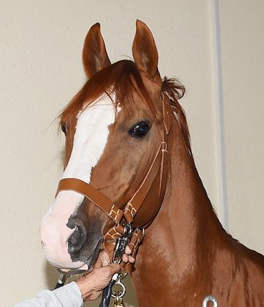  Head of a Karabakh horse - Head of a Karabakh horse CC BY-SA 4.0 - President.az