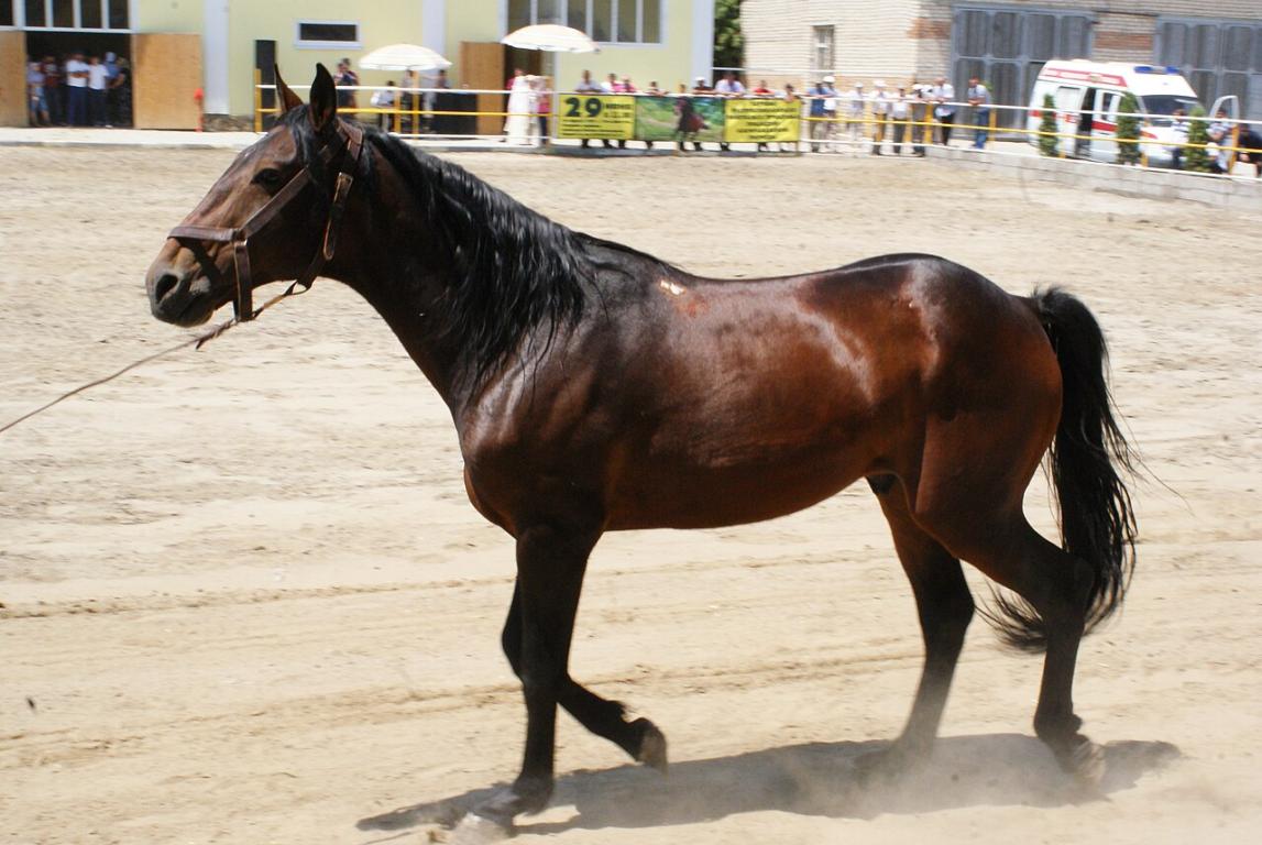 Bay Karachai horse - CC BY-SA 4.0 - Elbrusoid