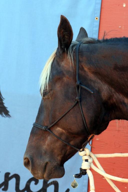 Head of a Kentucky Mountain Saddle Horse. - CC BY 2.0 - Just chaos