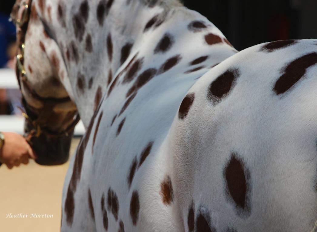 Detail of a knabstrup's spotted coat. - Photo: Heather Moreton