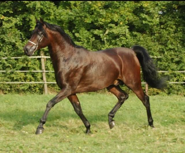 Ace of Bask, a typical example of a Koheilan-lined stallion. - CC BY-SA 3.0 - Kuhailan