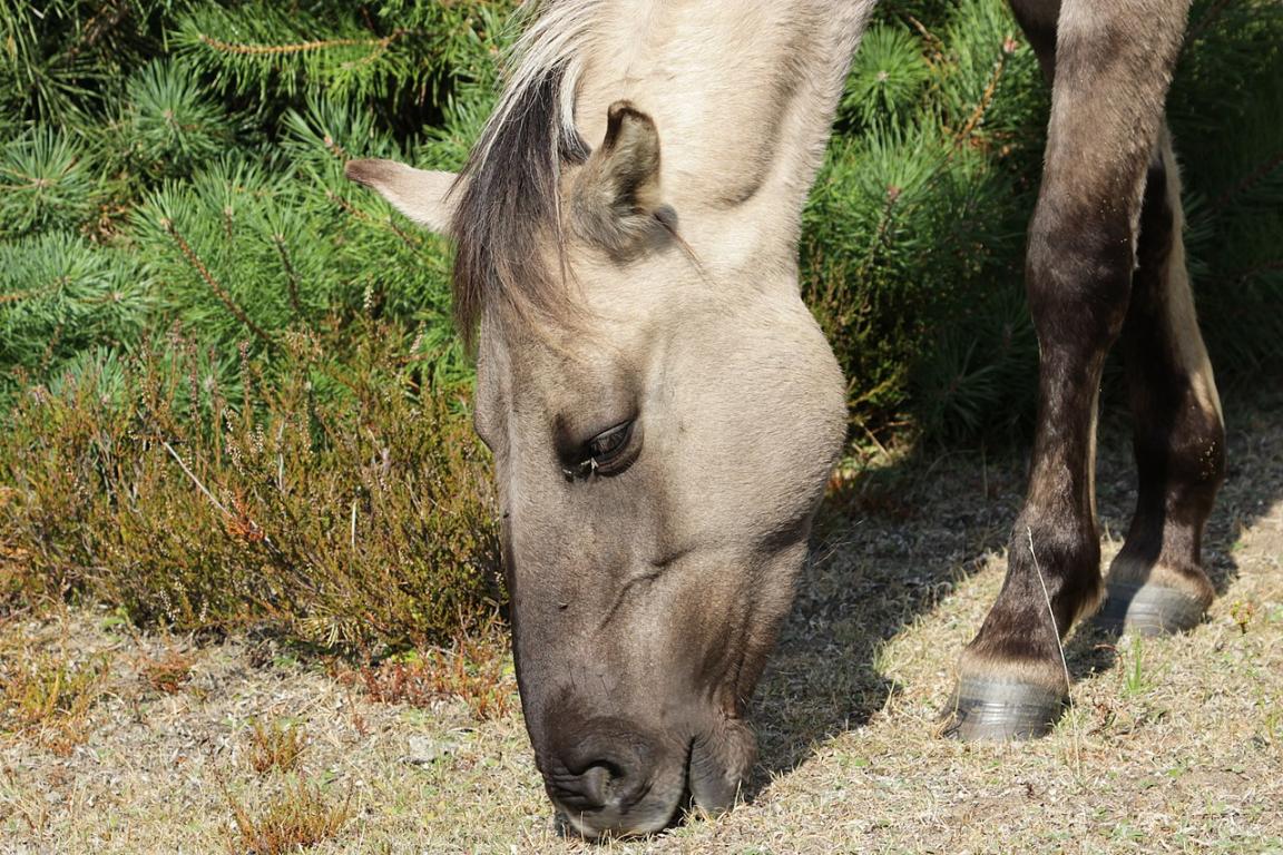 Konik head seen from the side while grazing - CC BY-SA 2.0 - Björn S...