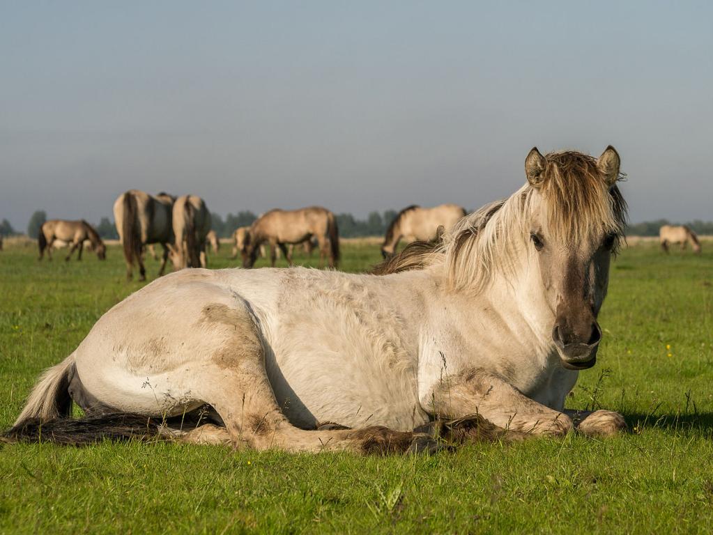 Group of Koniks at Lauwersmeer National Park. - CC BY-SA 3.0 nl - Uberprutser