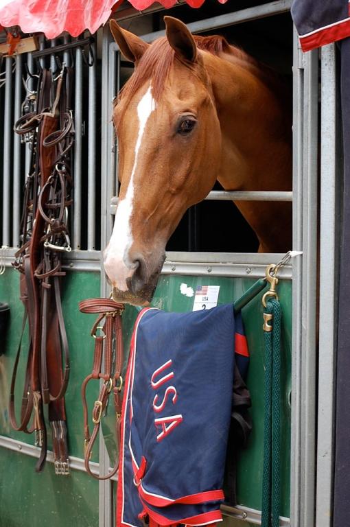 Head of a KWPN horse. - CC BY 2.0 - Kristin Wolff