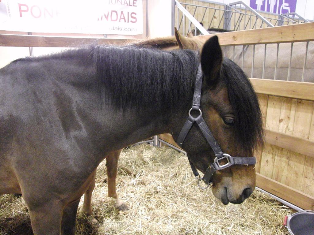 Tête d'un poney landais au Salon international de l'agriculture de 2014. - CC BY-SA 4.0 - Eponimm 