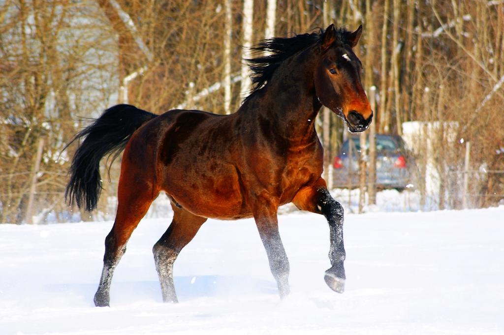 Latvian carriage-type horse. - CC BY-SA 3.0 - Ingii