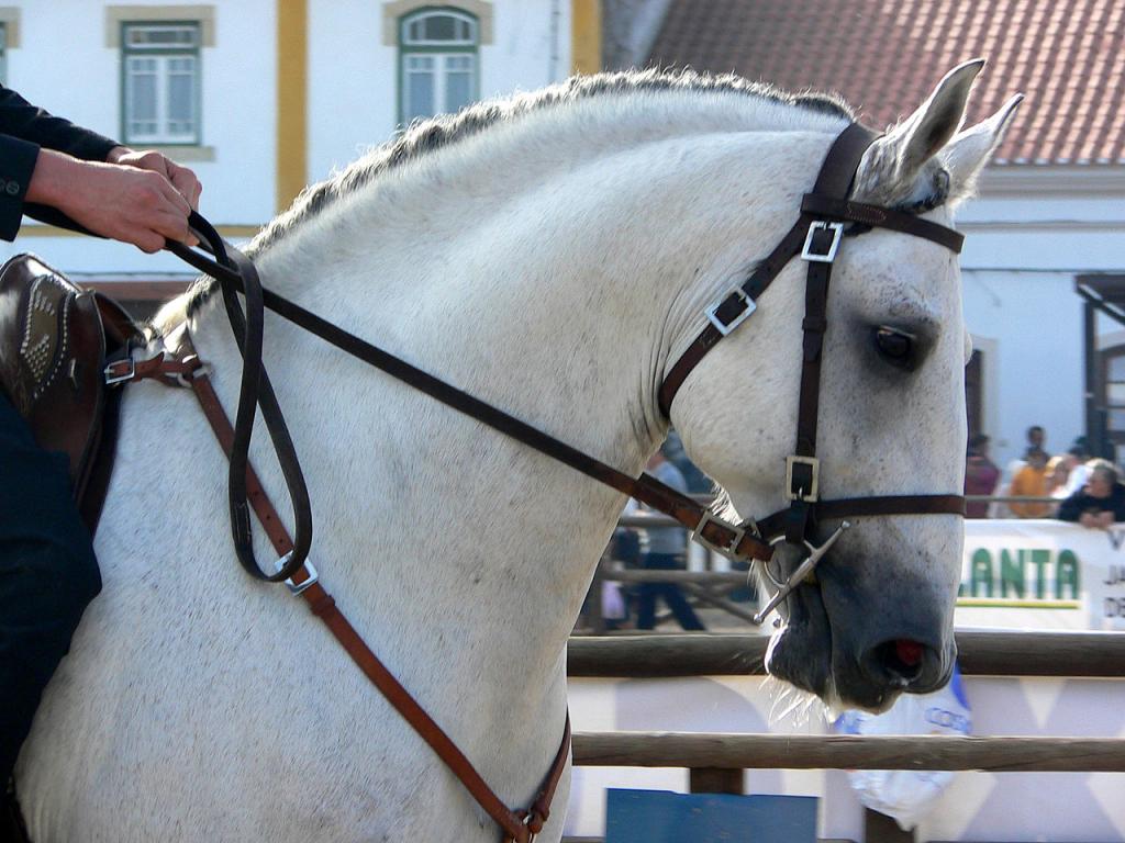 Lusitano Head - CC BY-SA 3.0 - Lbpetersen
