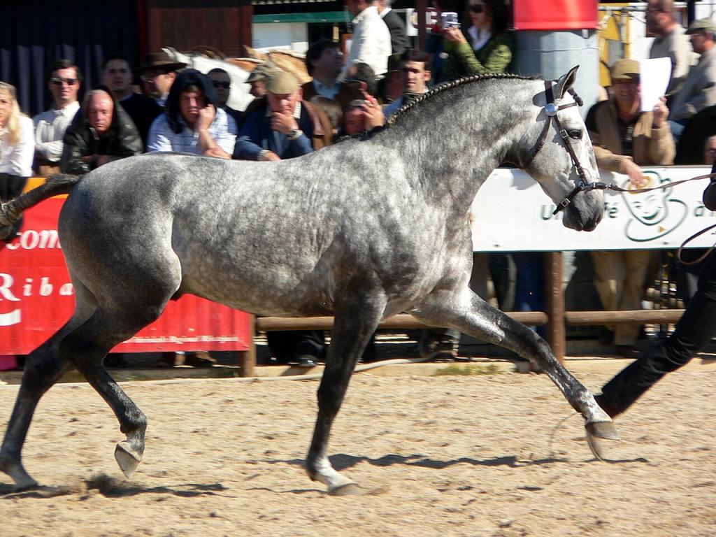 Lusitano presented in hand trot. - CC BY-SA 3.0 - Lbpetersen