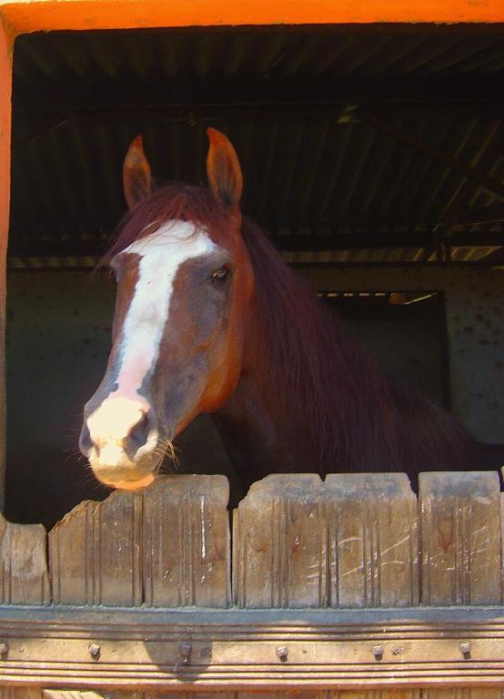 Head of a chestnut Mangalarga Machador. - CC BY 2.0 - Jose Roberto