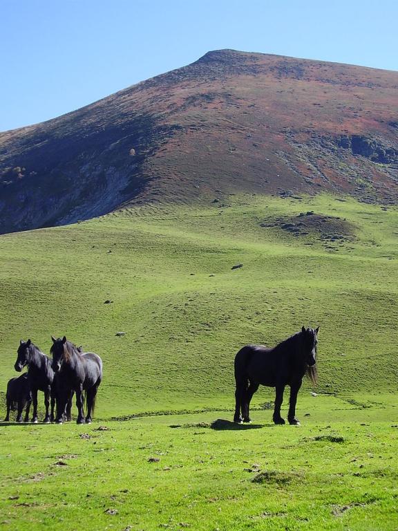Mérens horses roaming free near the Calabasse peak.