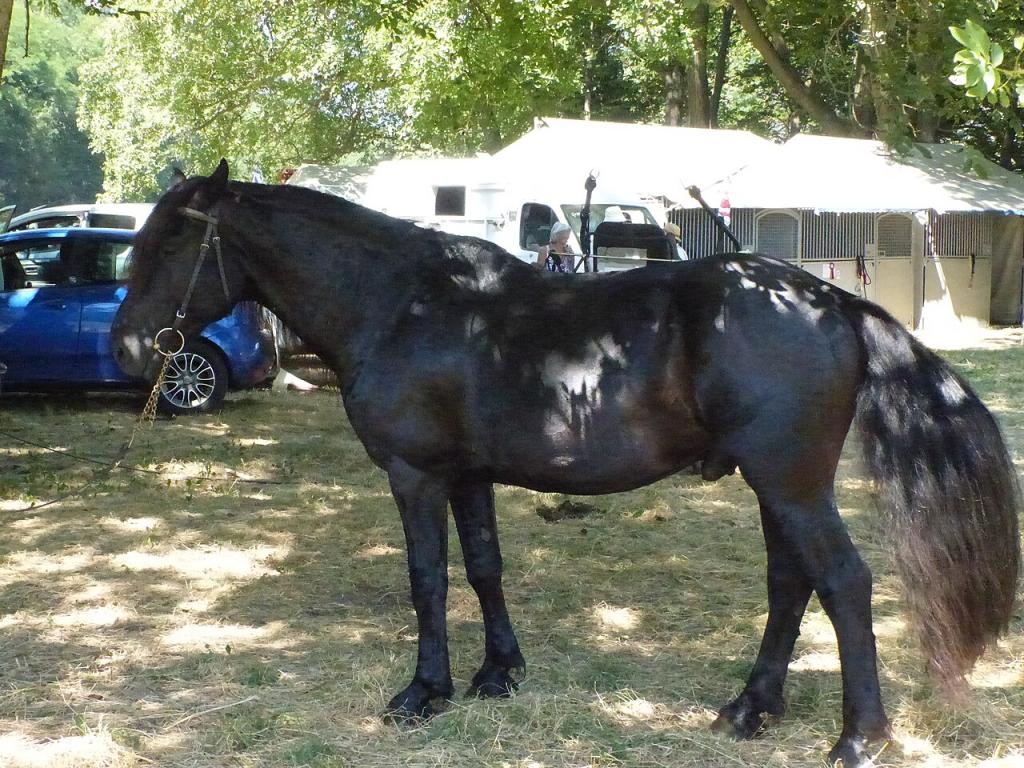 Mérens horse presented to the model in Bouan in 2023. - CC BY-SA 4.0 - Tsaag Valren