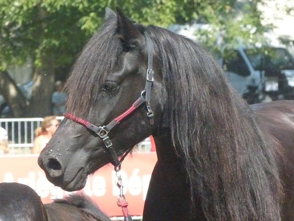 Head of a Mérens horse wearing a pink and black halter - Bouan 2023 - CC BY-SA 4.0 - Tsaag Valren