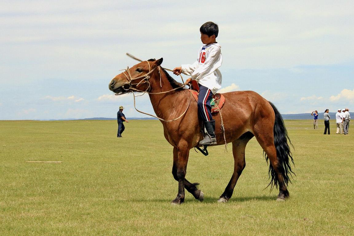Mongolian horse ridden during the 2010 Naadam festival. - CC BY-SA 4.0 - Marcin Konsek