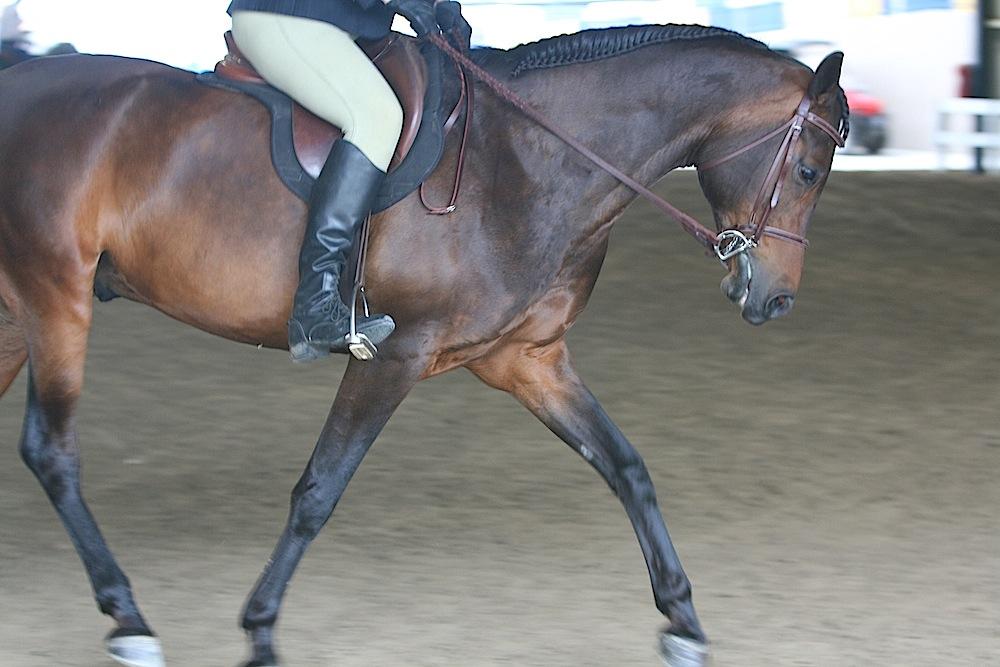 A bay Morab under saddle - CC BY 2.0 - Heather Moreton 