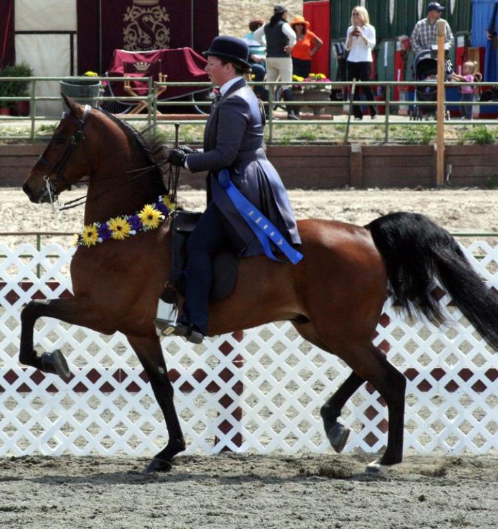Morgan mounted during a show - CC BY 2.0 - Just chaos