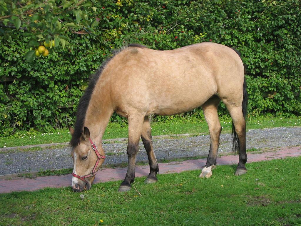 New Forest pony mare of buckskin color. - Domaine public - Paula Jantunen