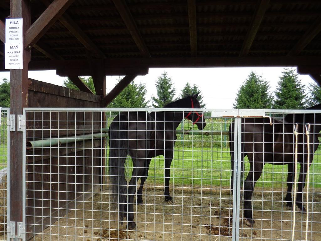 Two black Nonius in Nedelišće, Croatia. - CC BY-SA 4.0 - Silverije