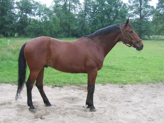 Nonius : The cavalry horse turned Hungarian icon