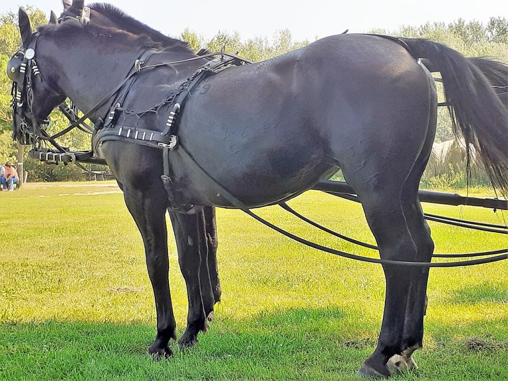  Nonius's carriage at Ópusztaszer Park, Hungary. - CC BY-SA 4.0 - DenesFeri