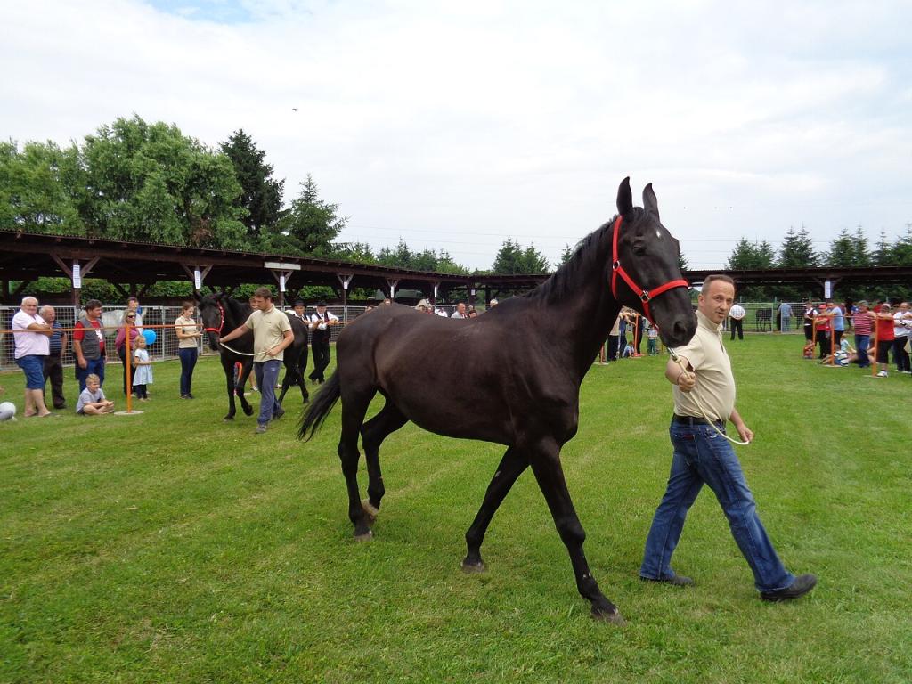 Presentation of a Nonius in Nedelišće, in 2018. - CC BY-SA 4.0 - Silverije