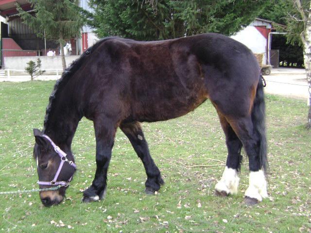 The Norman cob mare Olympe de Fontaine, model. - Photo: Eponimm