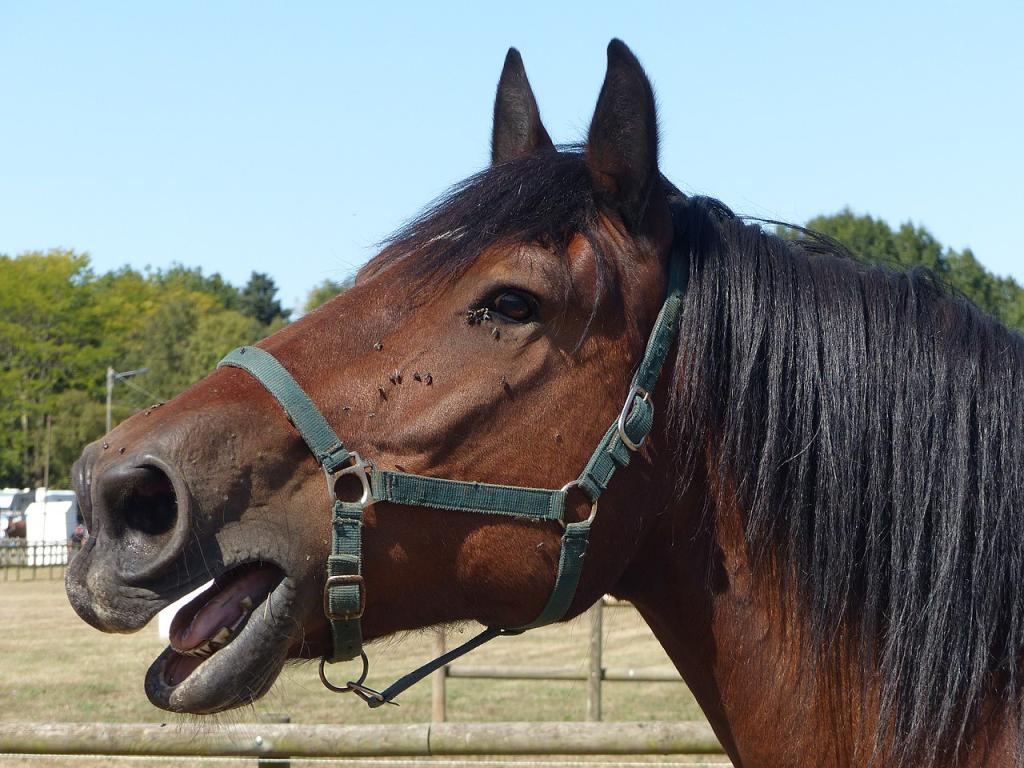 Norman Cob neighing.  - Photo: Amélie Tsaag Valren