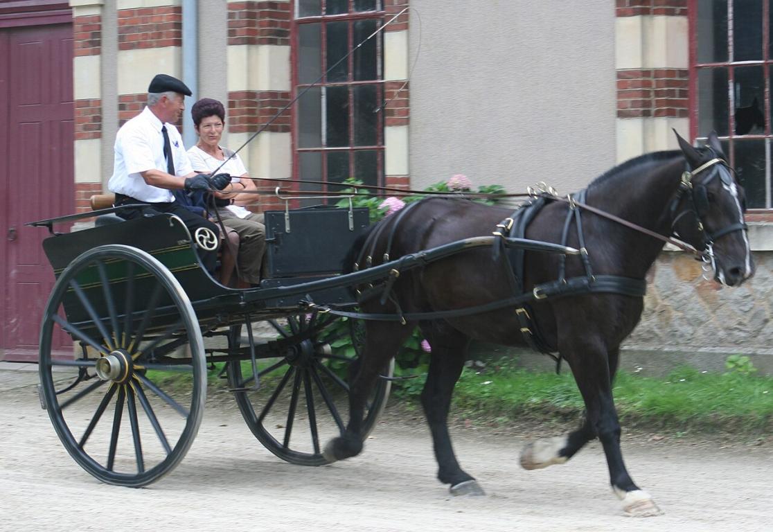 Harnessing a Norman cob at the Saint-Lô national stud farm. - CC BY-SA 3.0 - Larayevire