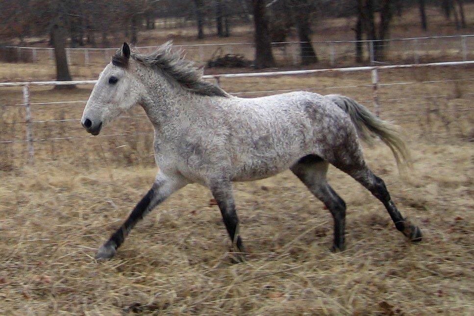 A dapple-grey Curly galloping. - CC BY 2.5 - Lindsayanne