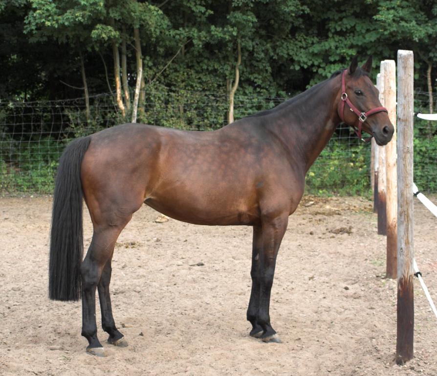 Modern Oldenburg mare with a sooty bay coat - CC BY-SA 3.0 - Martin Bahmann