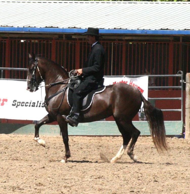 Paso Fino performed during a show. - CC BY 2.0 - Just chaos