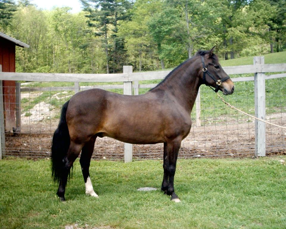 Paso Fino gelding, model. - CC BY-SA 3.0