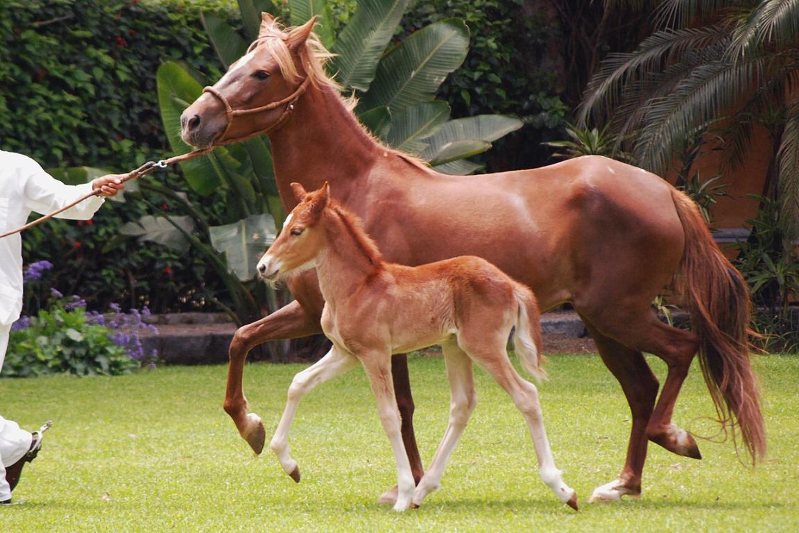Chestnut Peruvian Paso mare and her foal - CC BY-SA 2.0 - Harvey Barrison