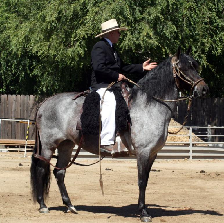 Peruvian Paso horse with its traditional harness. - CC BY 2.0 - Just chaos