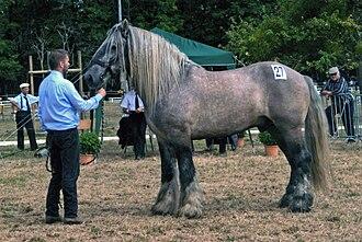  Leonardo 11, Poitevin Mulassier born in 1999. - Photo: Poitou