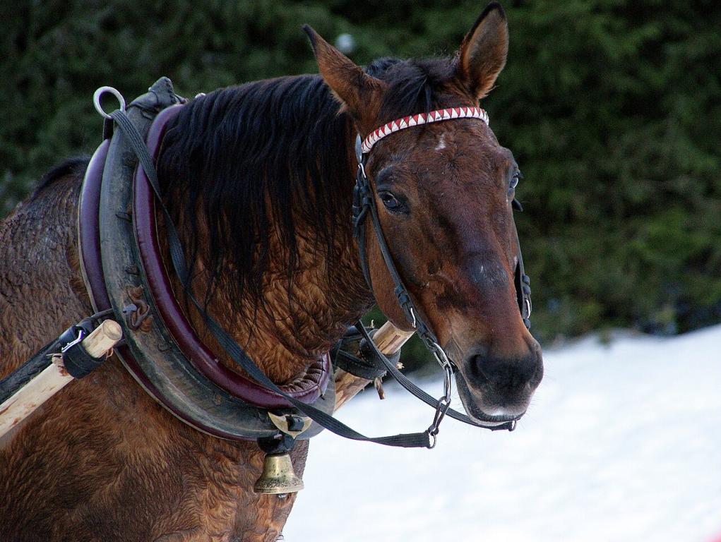 Bay Polish Coldblood - CC BY-SA 3.0 - Anna Zapotocka