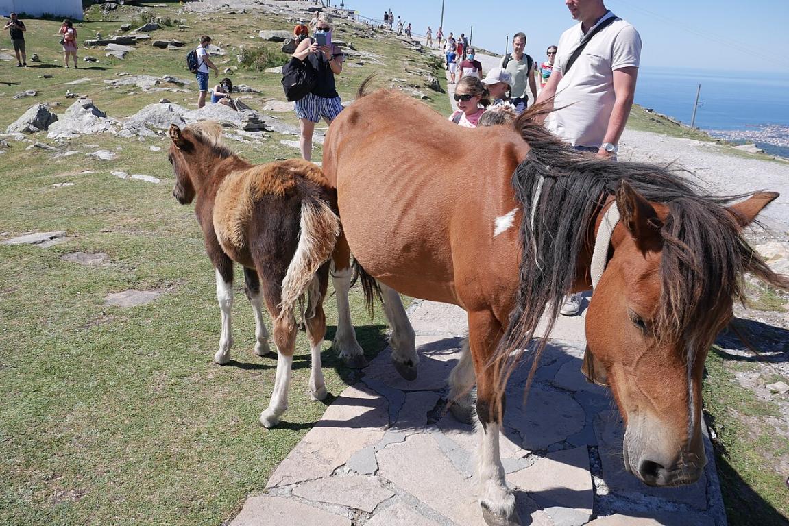 Jument Pottok et son poulain au sommet de la Rhune - CC BY-SA 4.0 - Zewan 