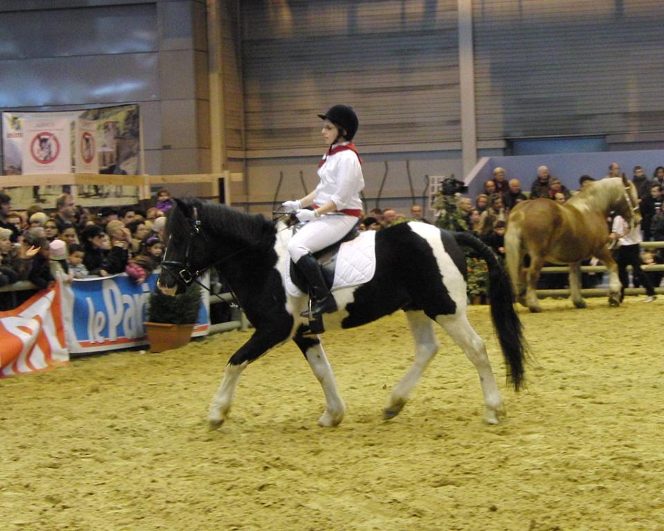 Prairie pottok presented mounted at the Paris Agricultural Show in March 2010.- CC BY-SA 3.0 - Eponimm